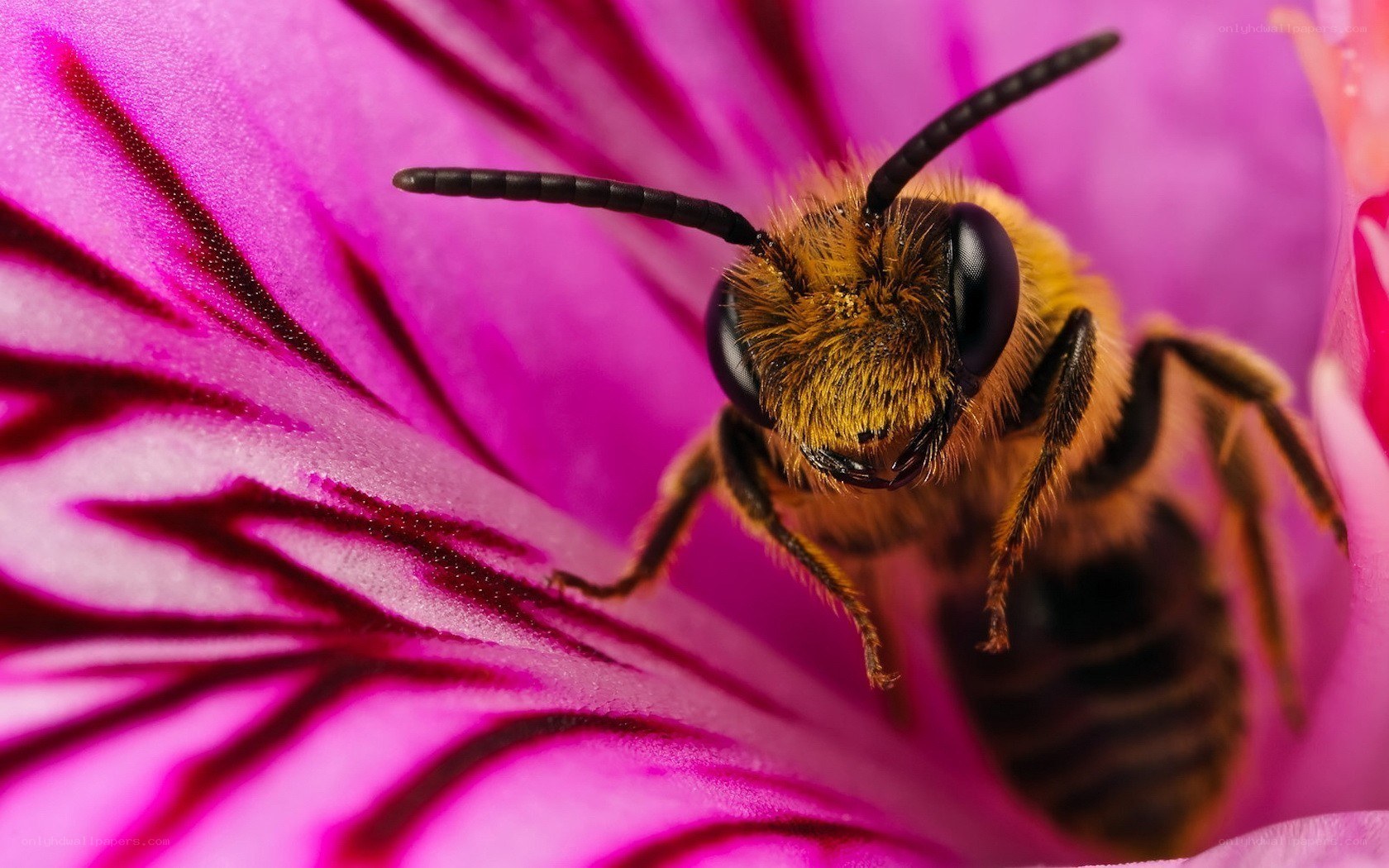 bee on a pink flower