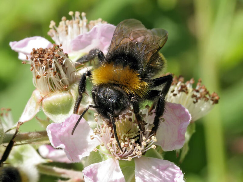 Bee on a pink flower