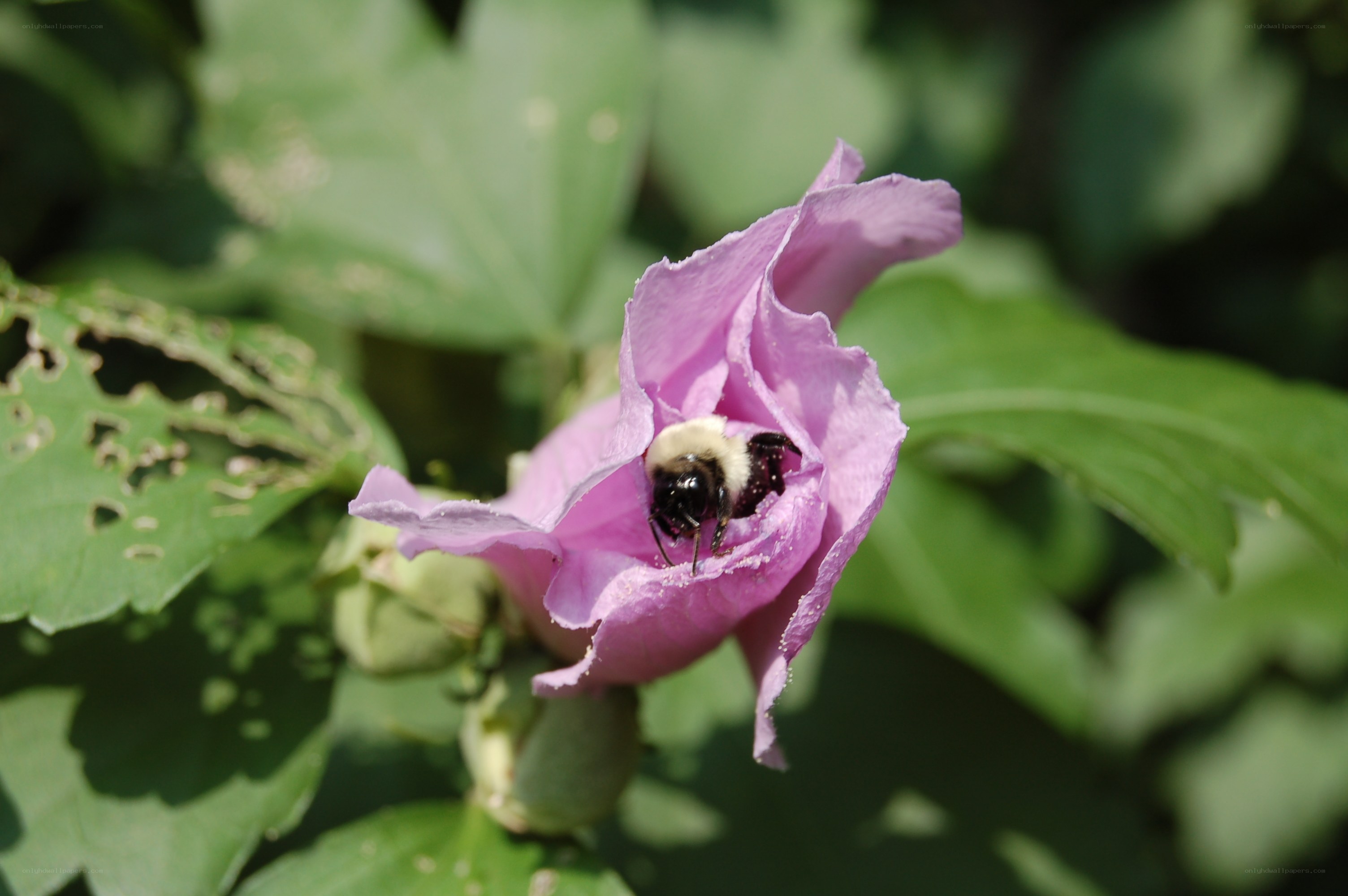 bee on a pink flower