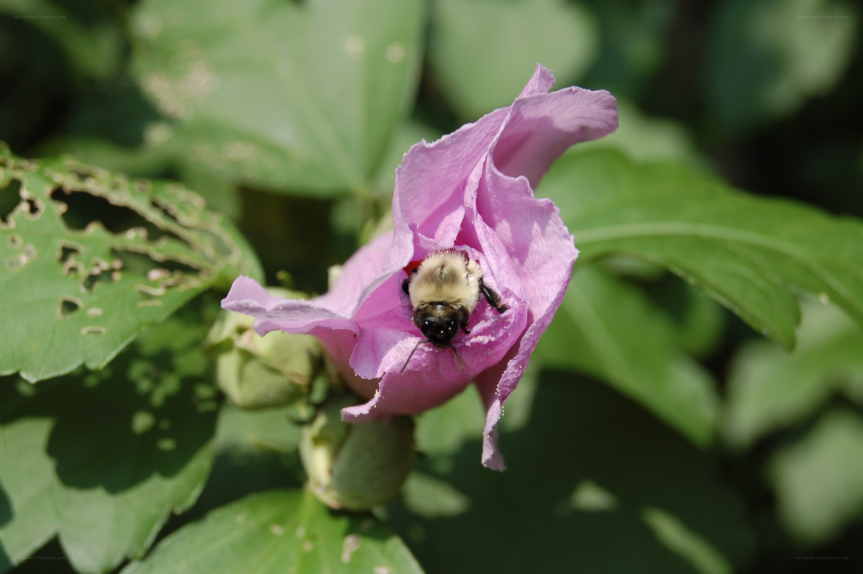 bee on a pink flower