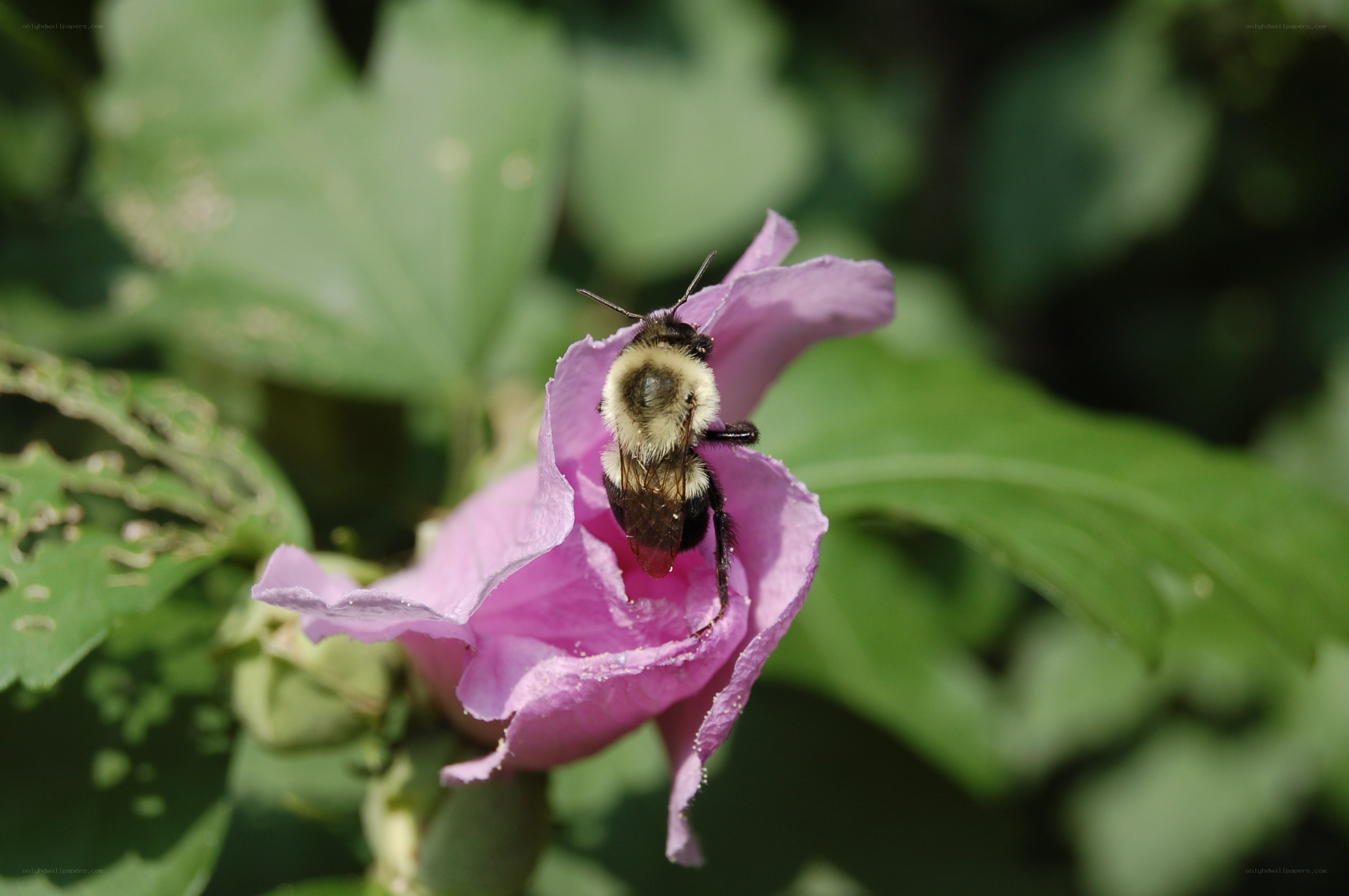 bee on a pink flower