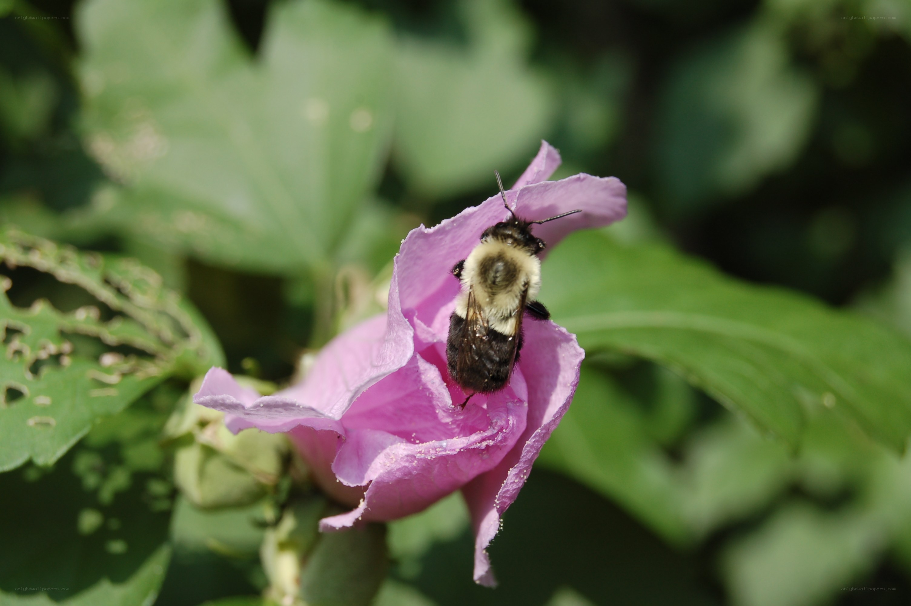bee on a pink flower