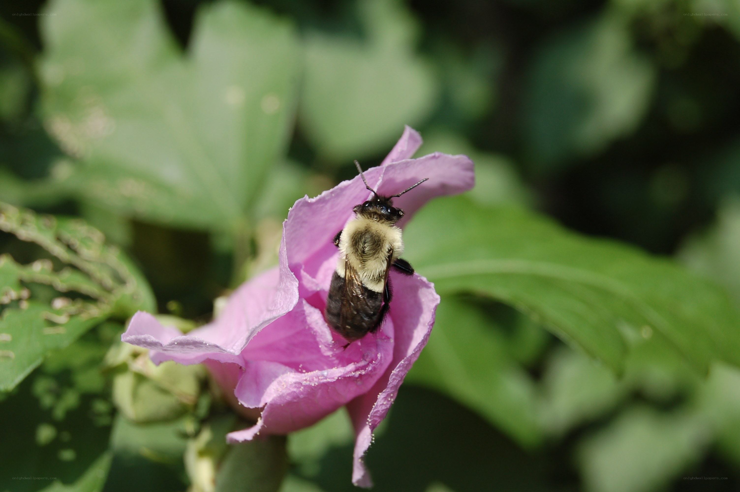 bee on a pink flower