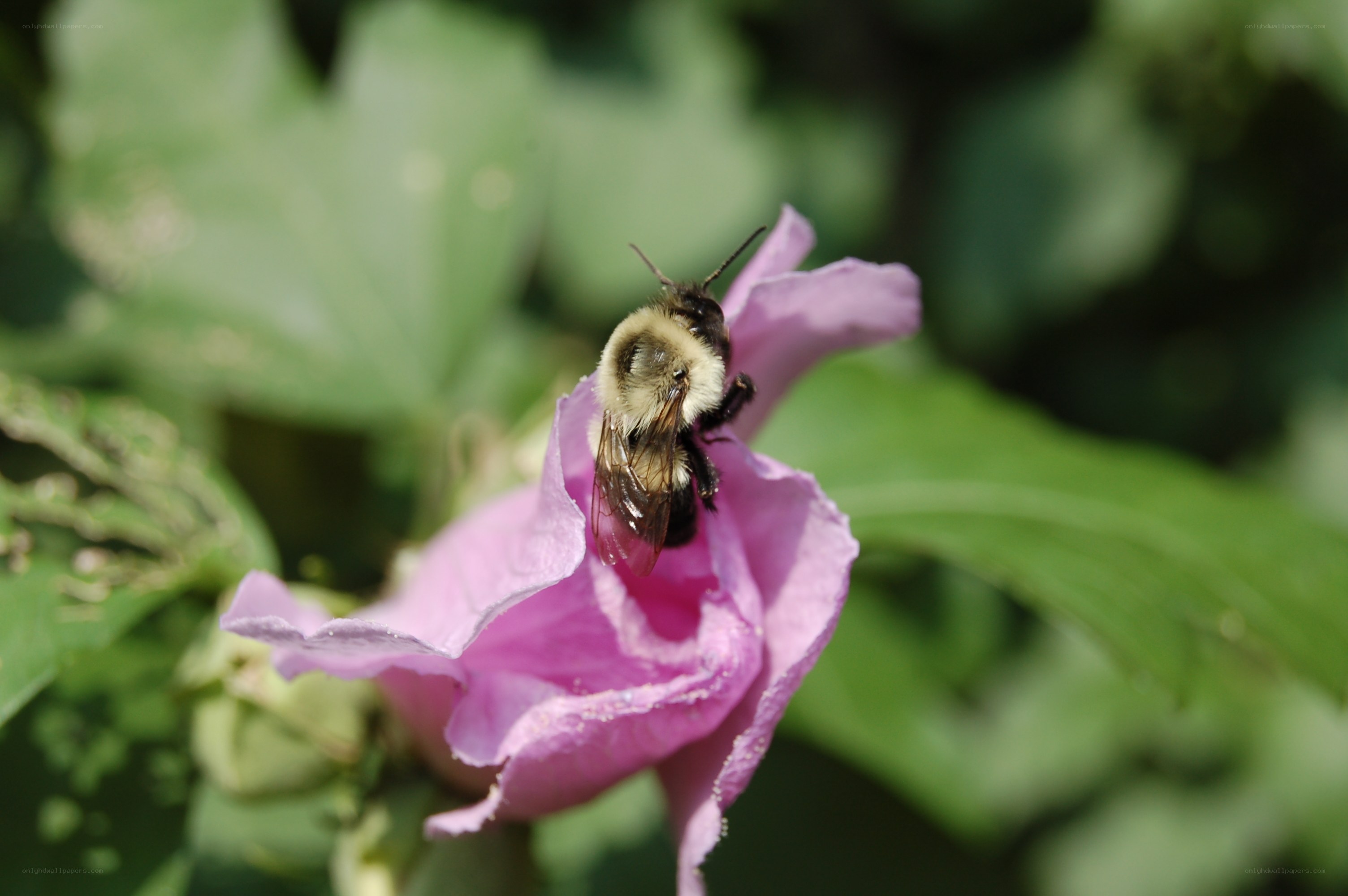 bee on a pink flower