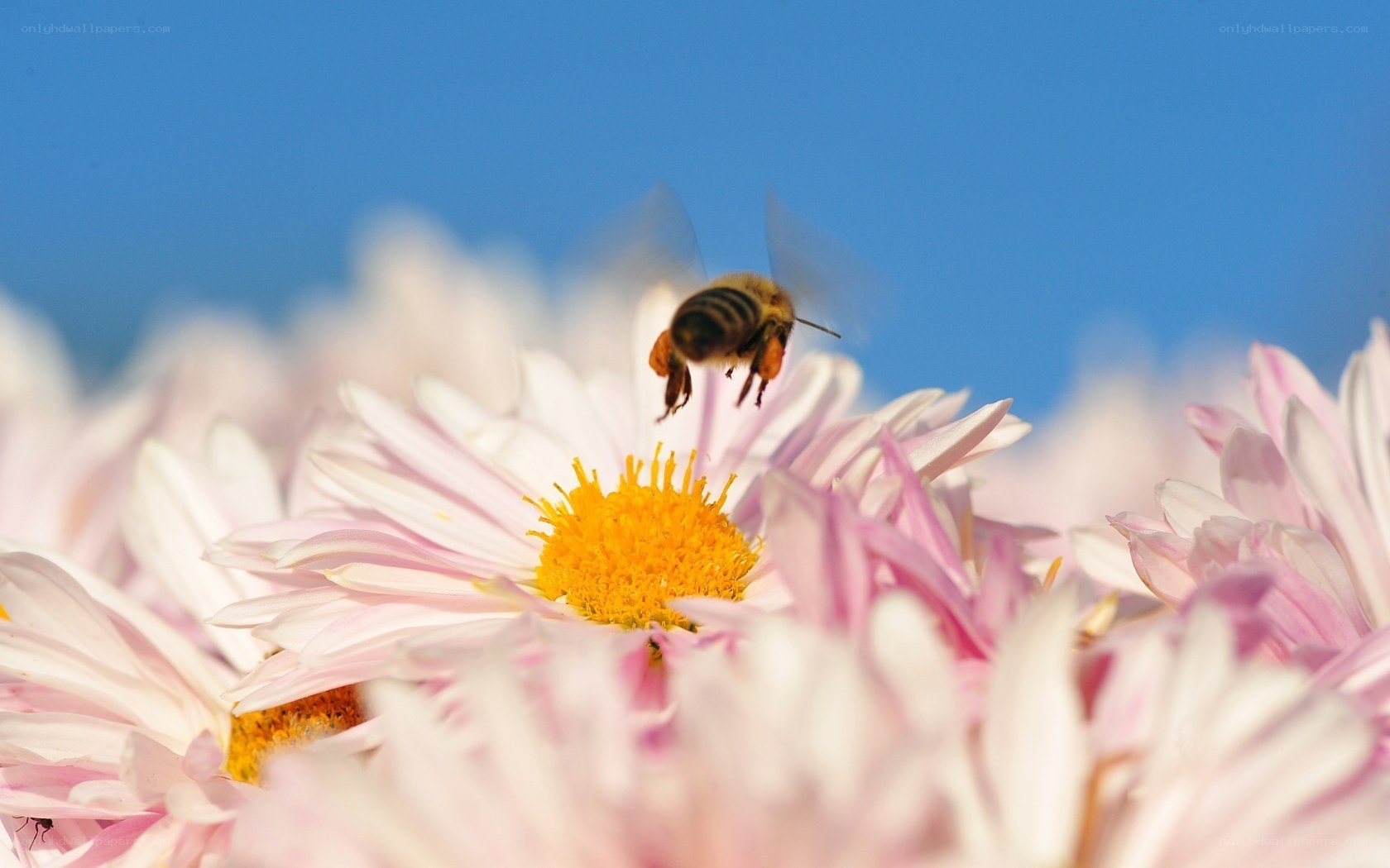 bee on a pink flower