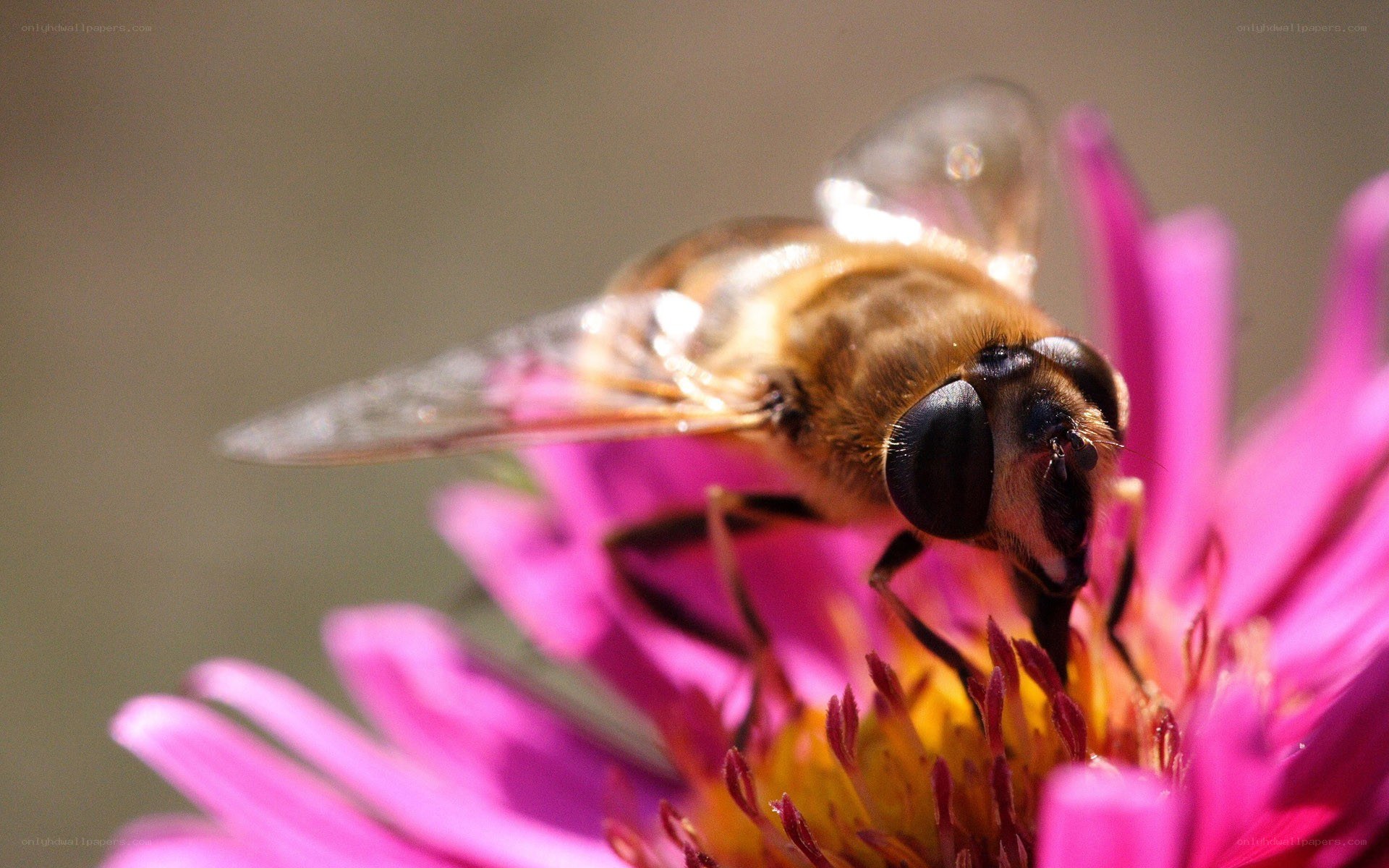 bee on a pink flower