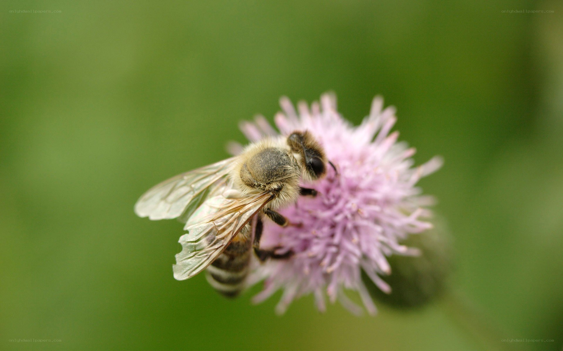 bee on a pink flower