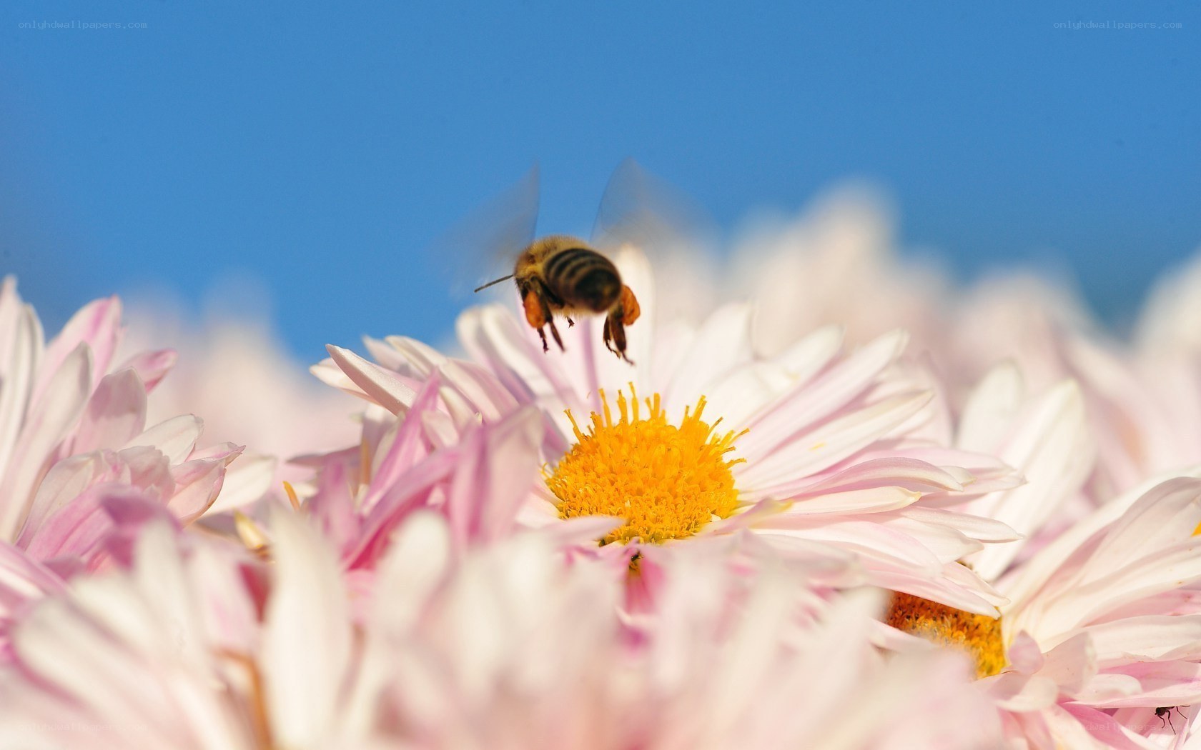 bee on a pink flower