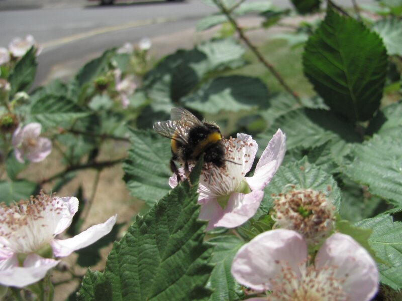 Bee on a pink flower