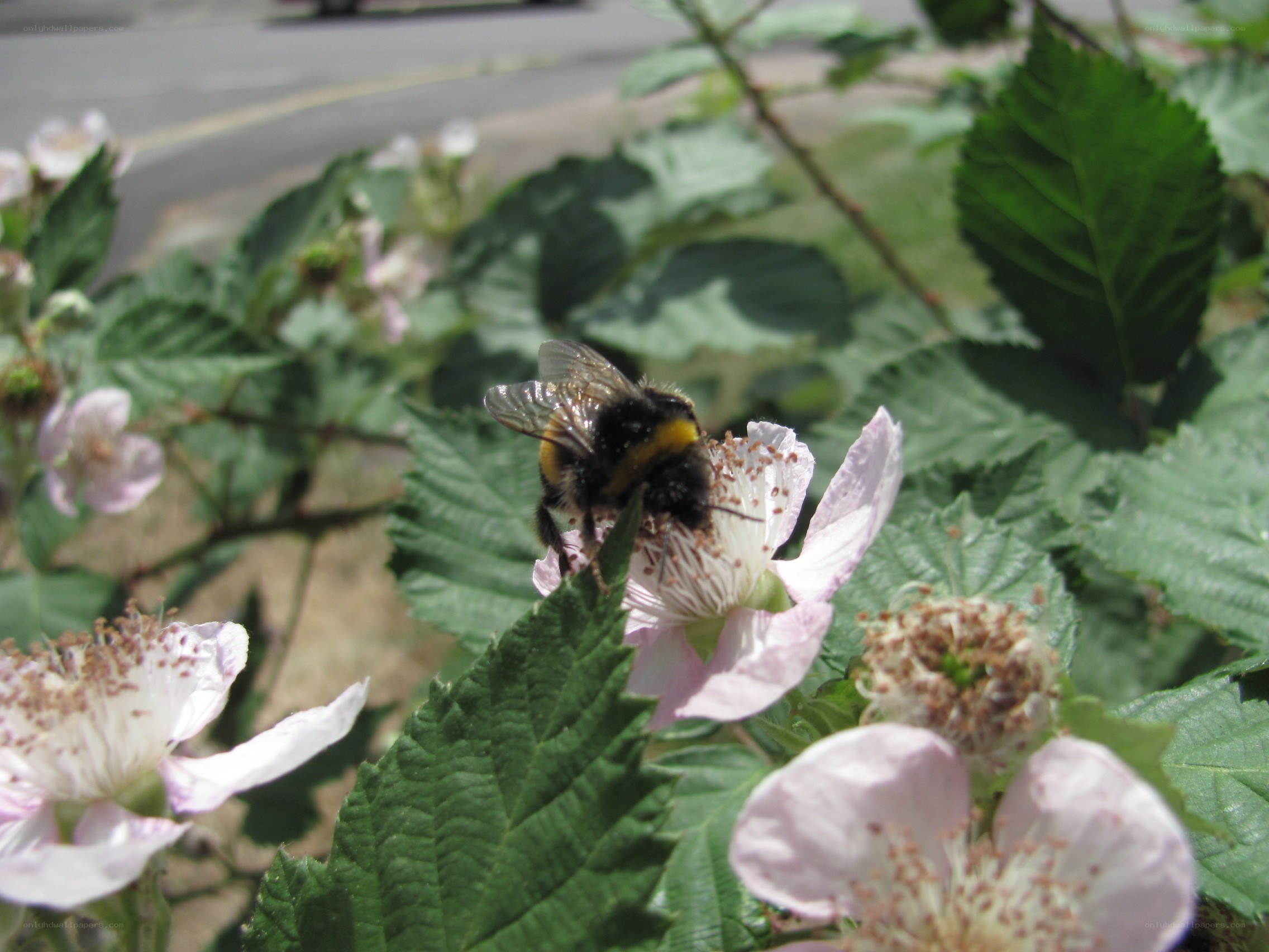 Bee on a pink flower