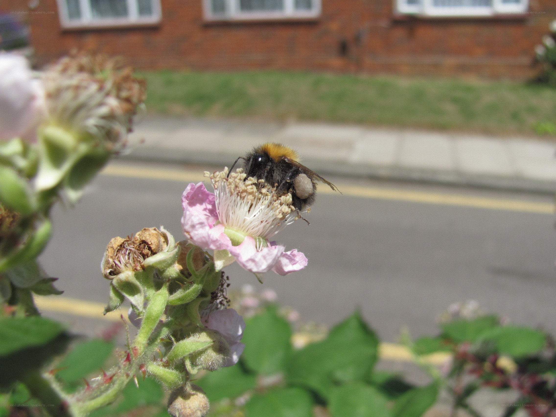 Bee on a pink flower