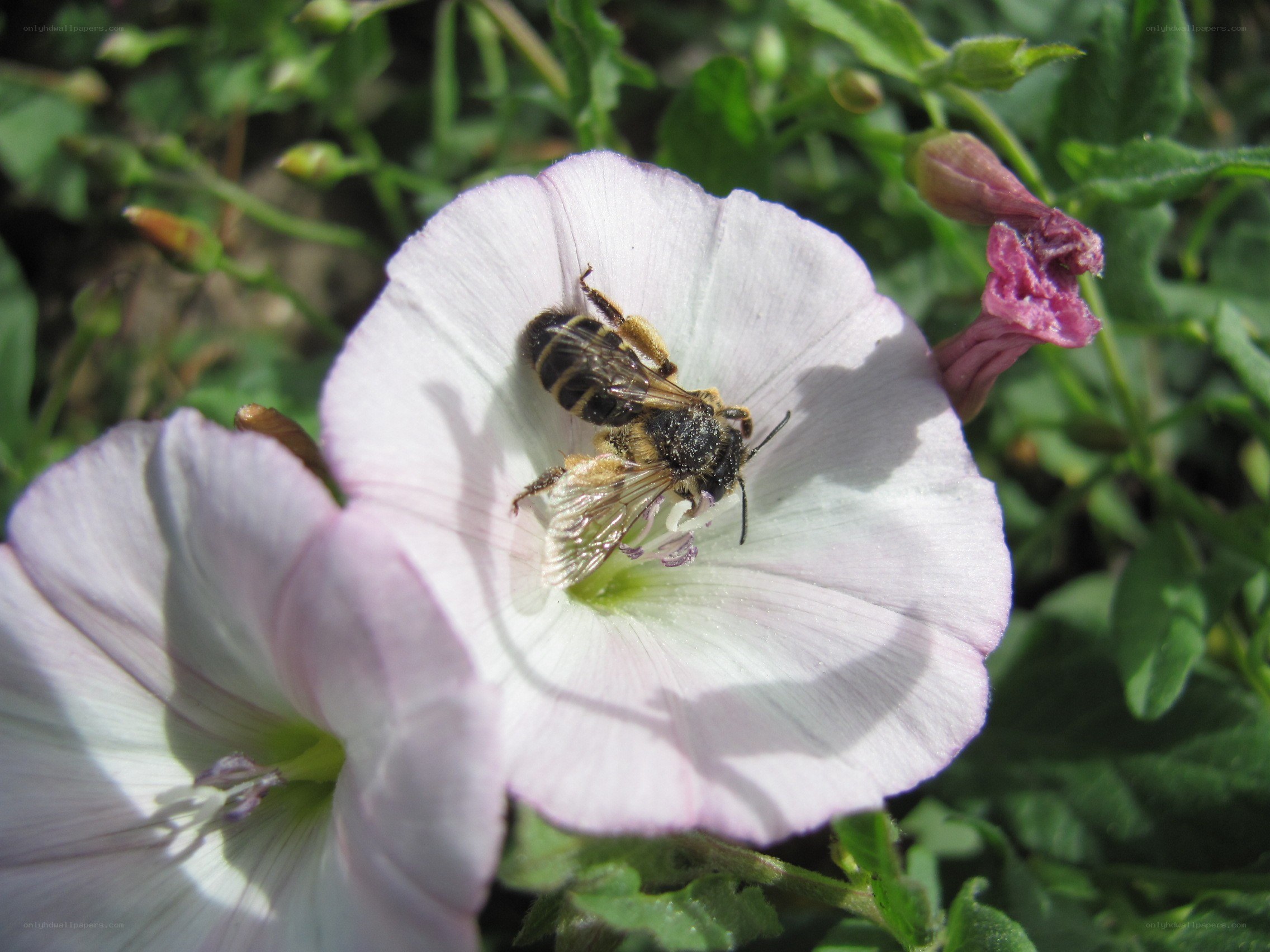 bee on a pink flower