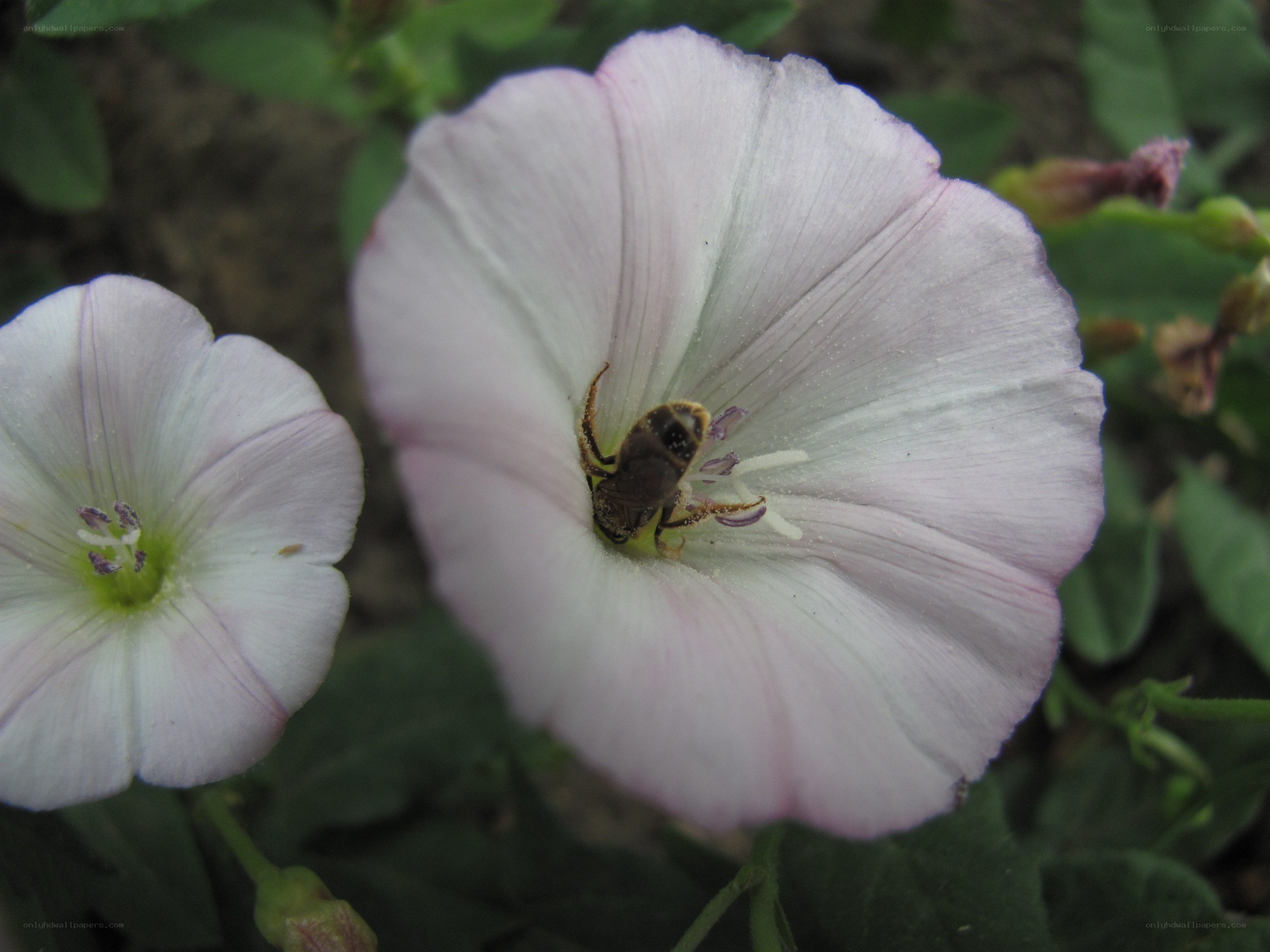 bee on a pink flower