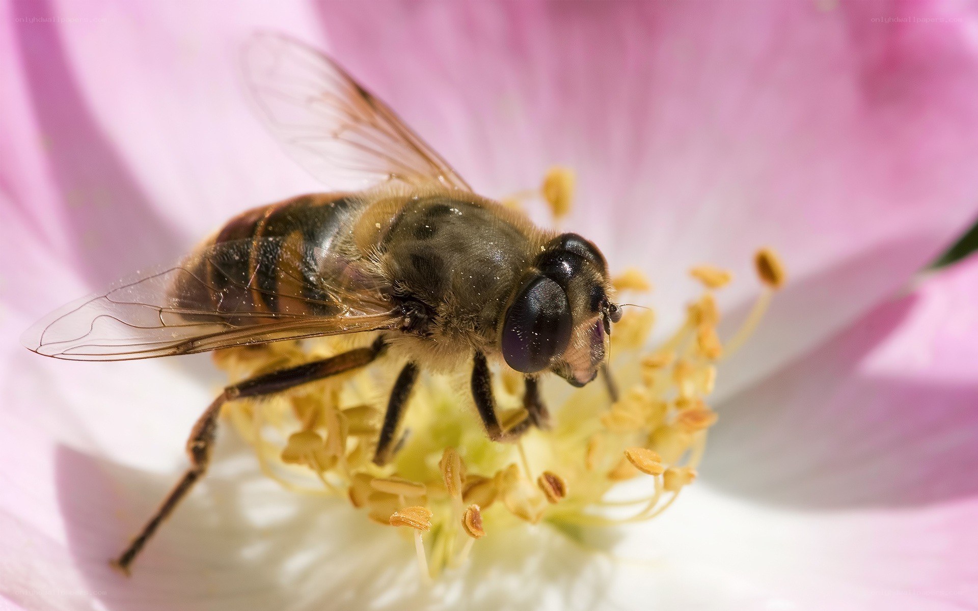 bee on a pink flower