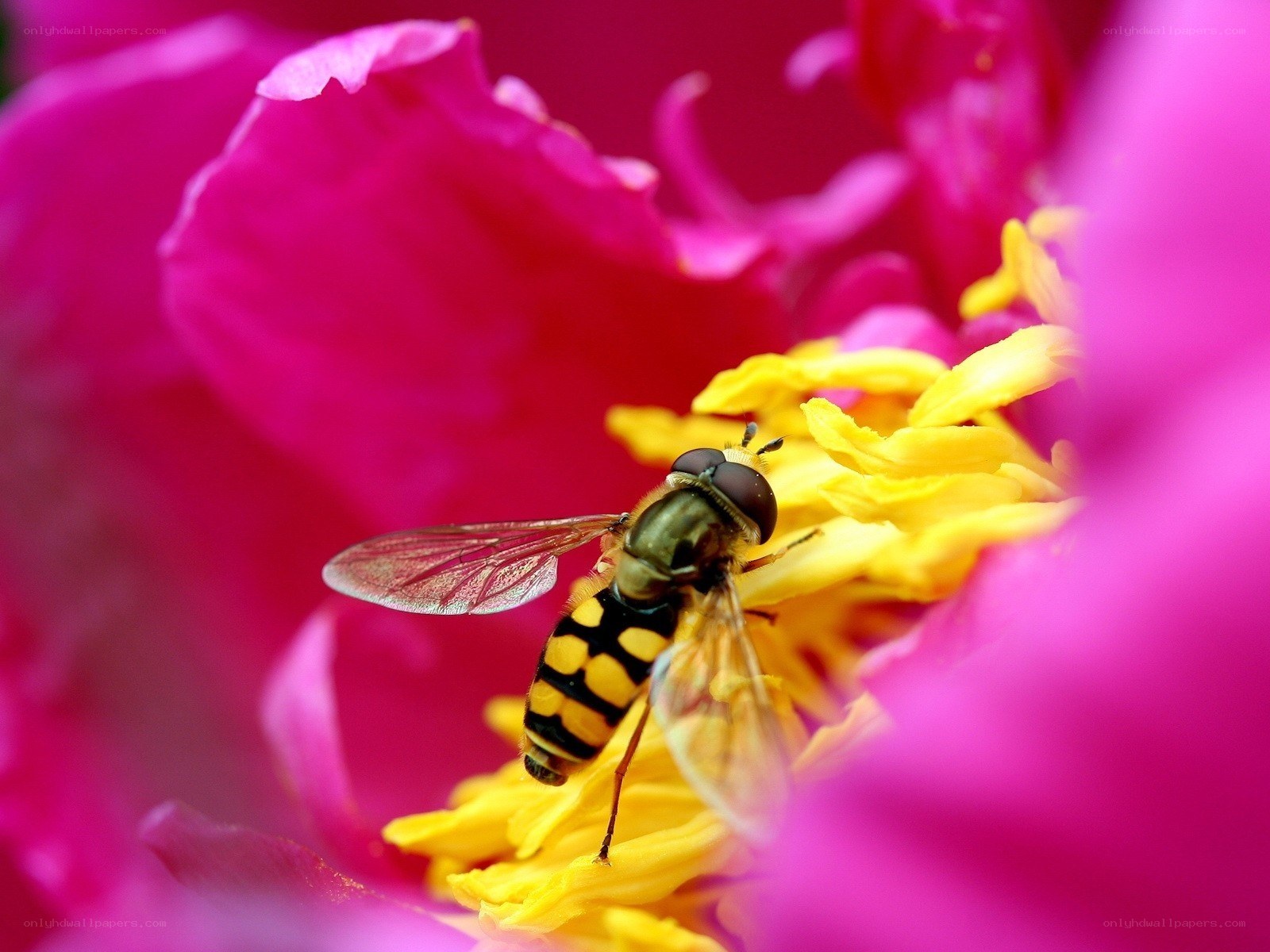 bee on a pink flower