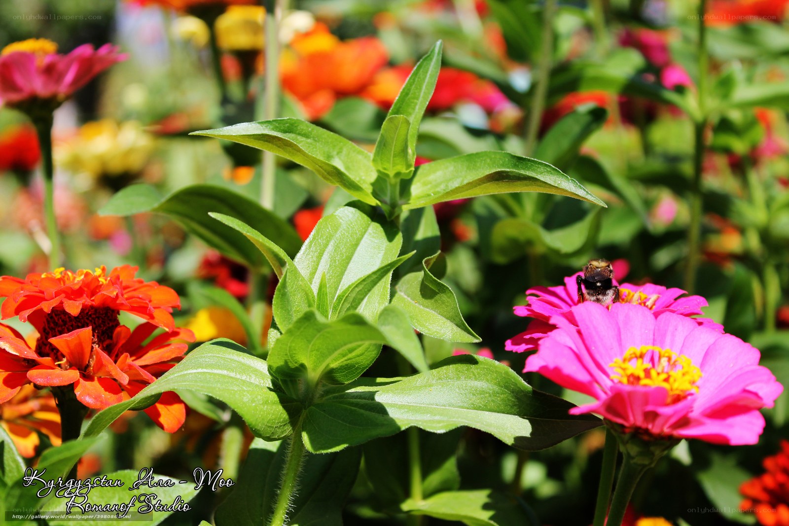 Bee on a pink flower