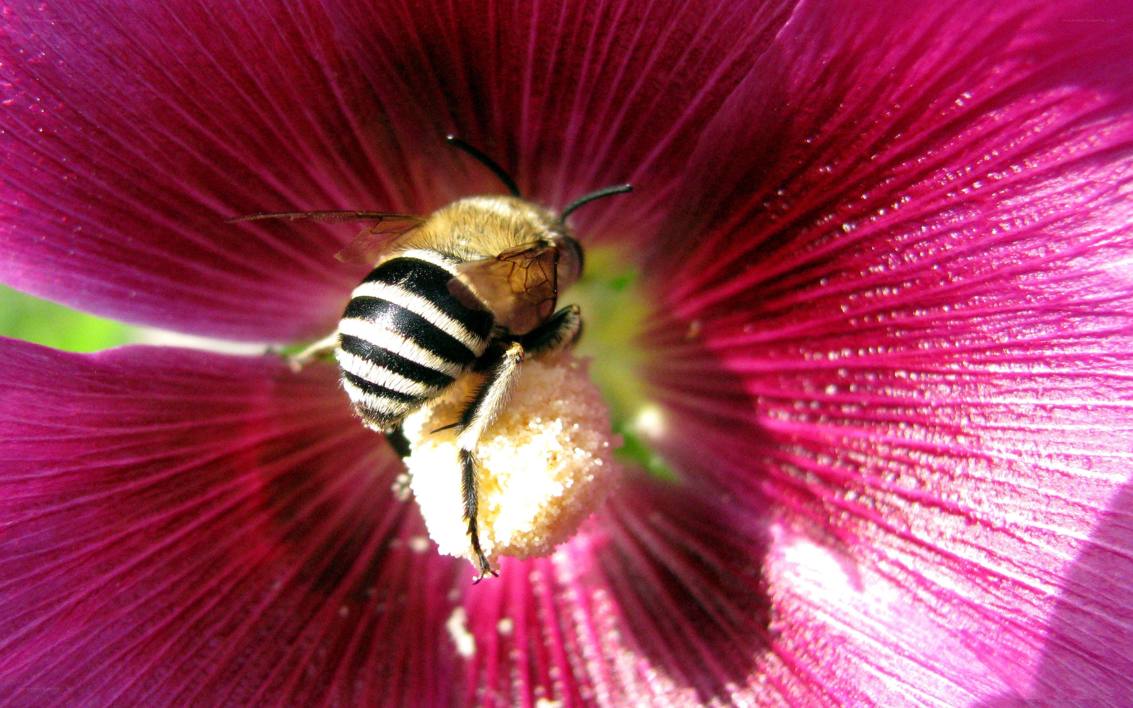 bee on a pink flower