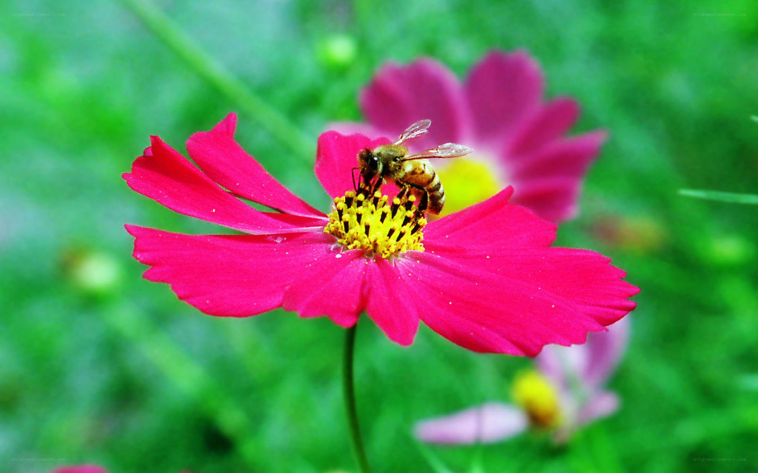 bee on a pink flower