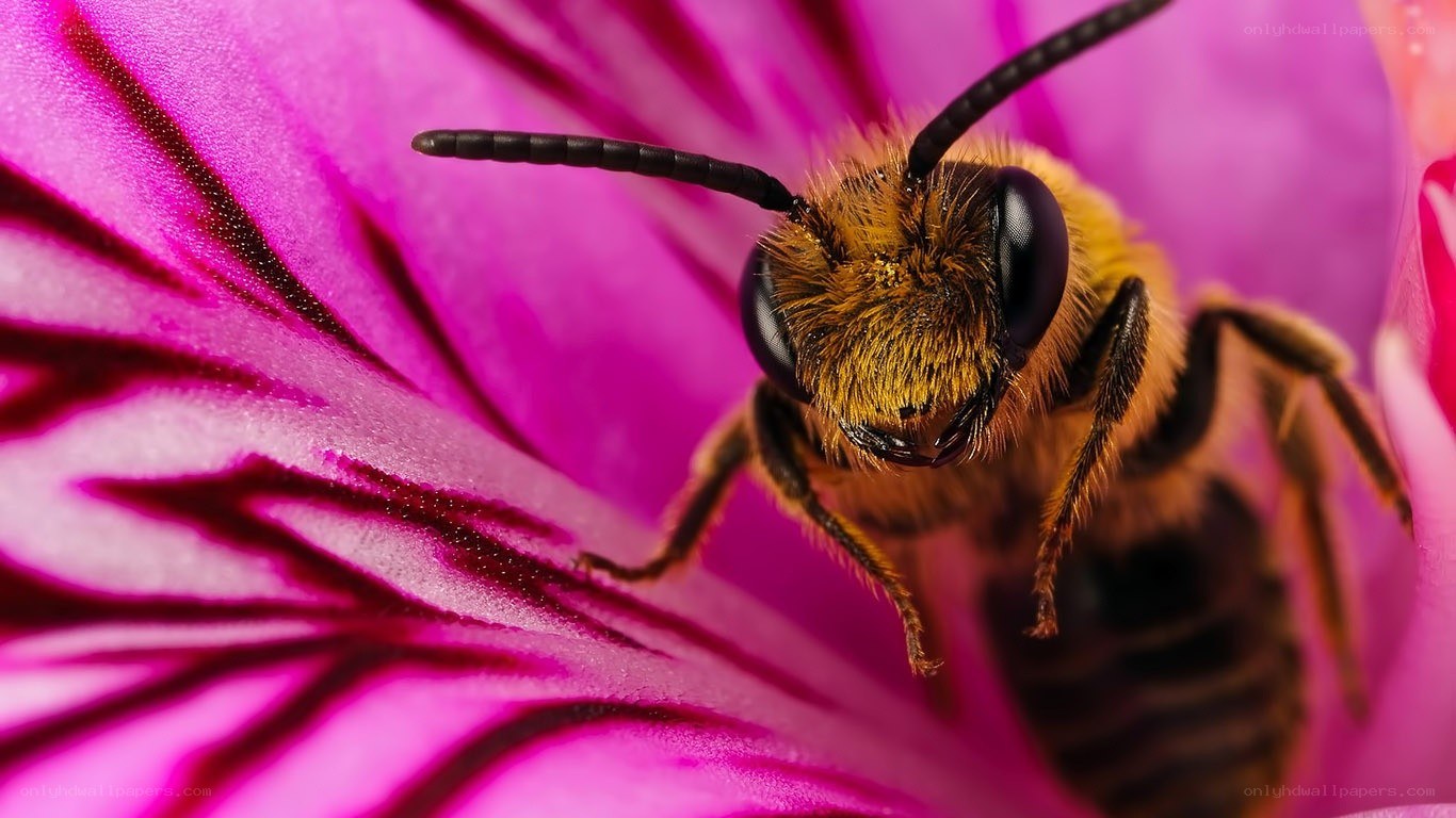 bee on a pink flower