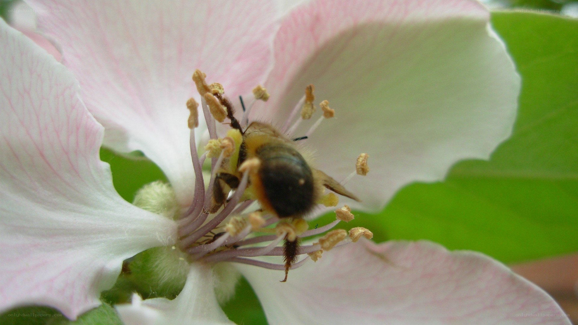 bee on a pink flower