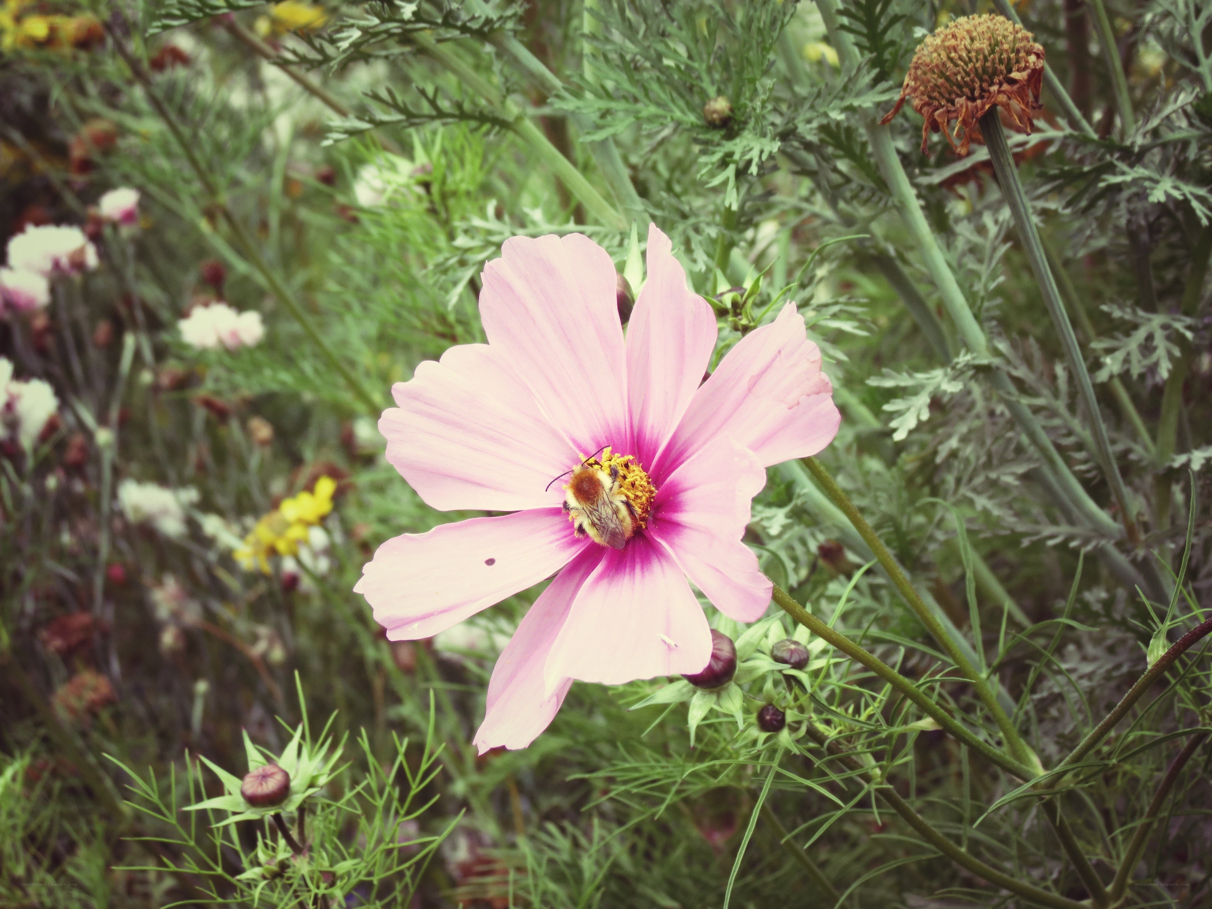 bee on a pink flower