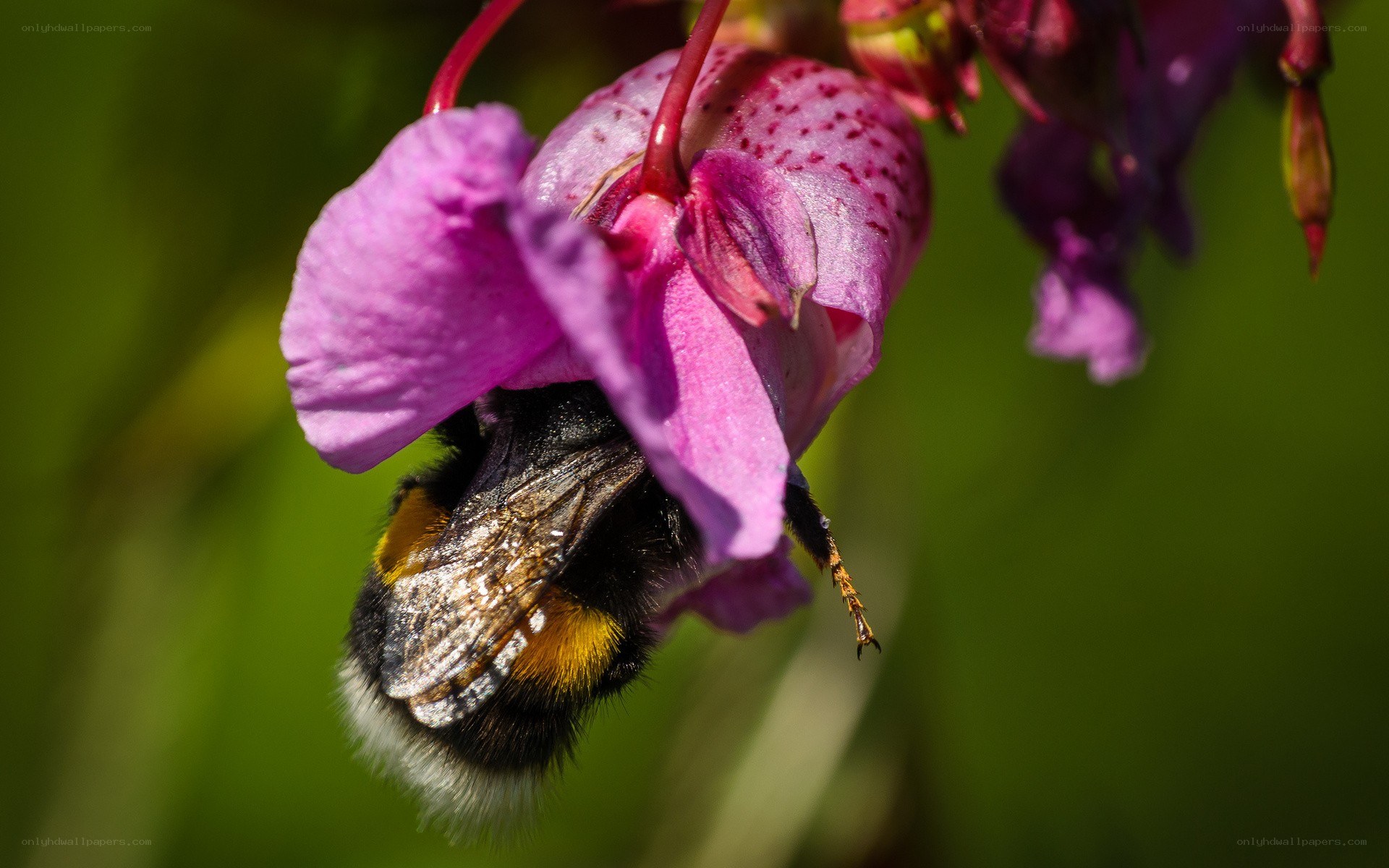 bee on a pink flower
