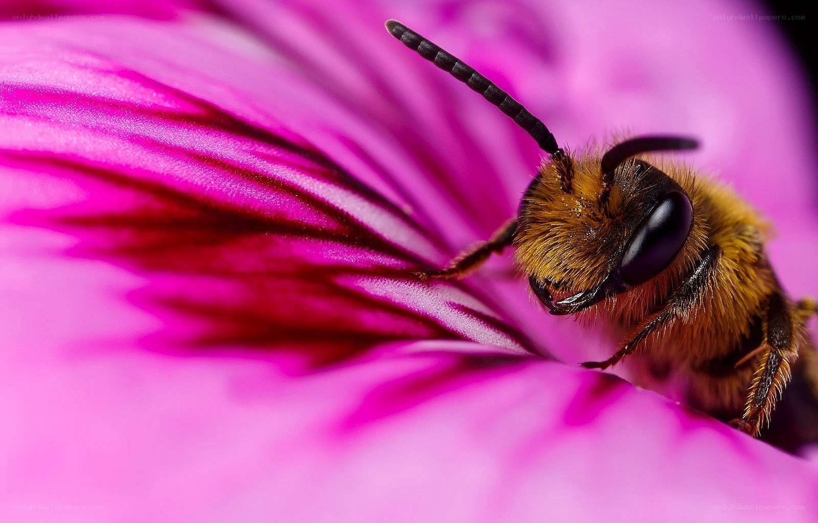 bee on a pink flower