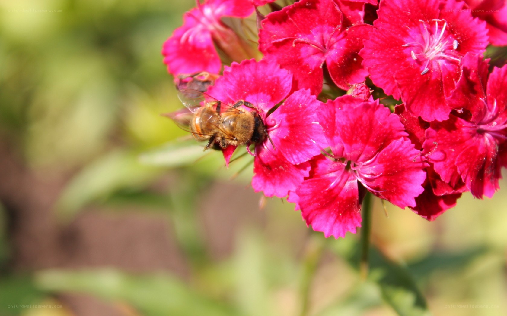 bee on a pink flower