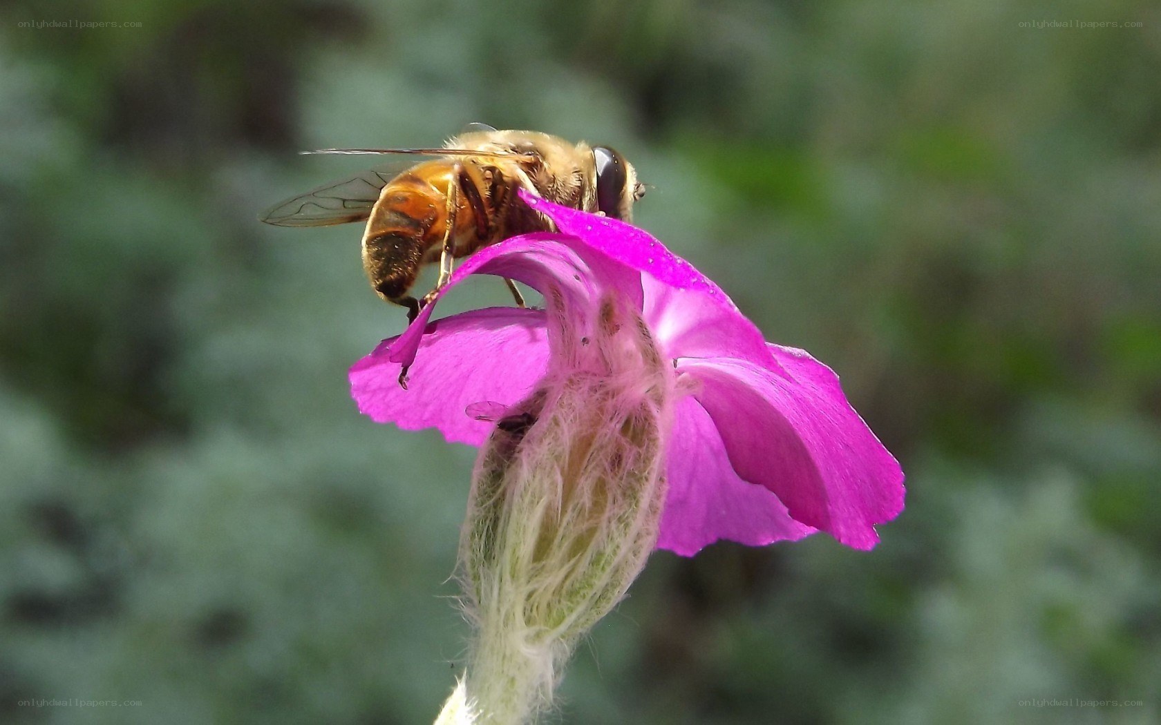 bee on a pink flower