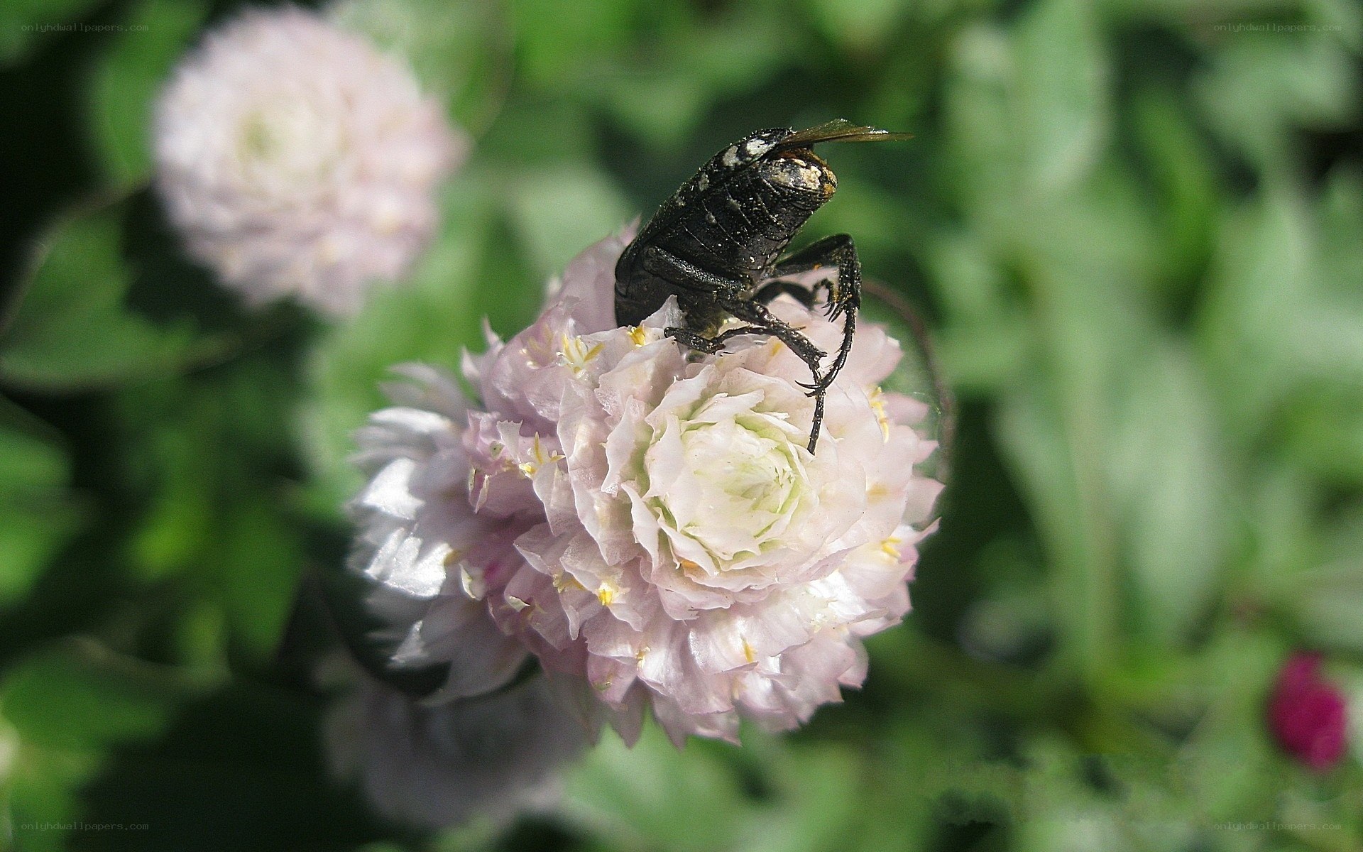 bee on a pink flower