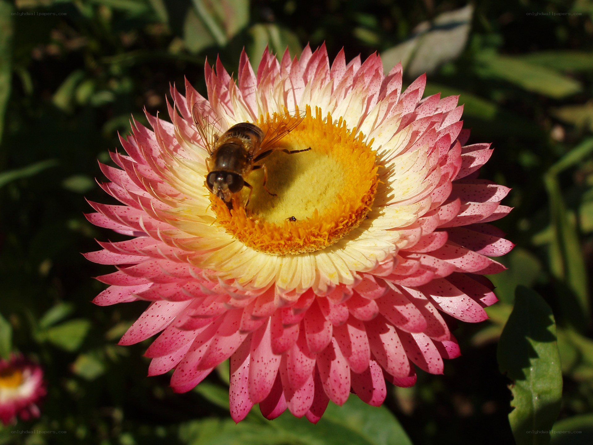 bee on a pink flower