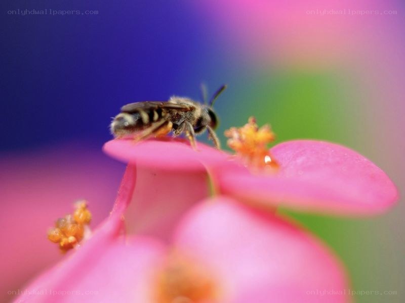bee on a pink flower