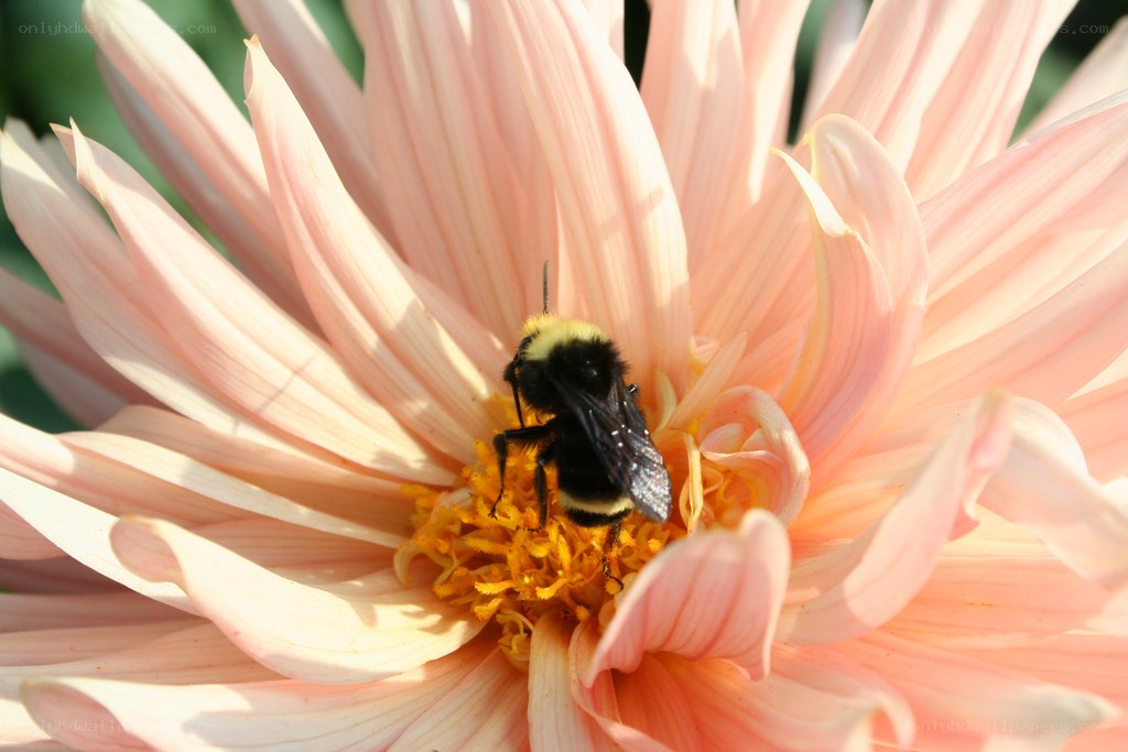bee on a pink flower