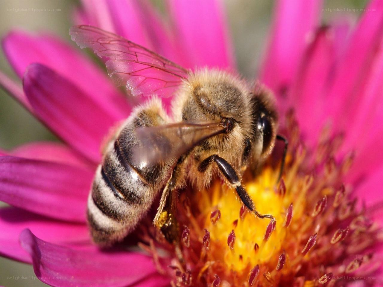 bee on a pink flower
