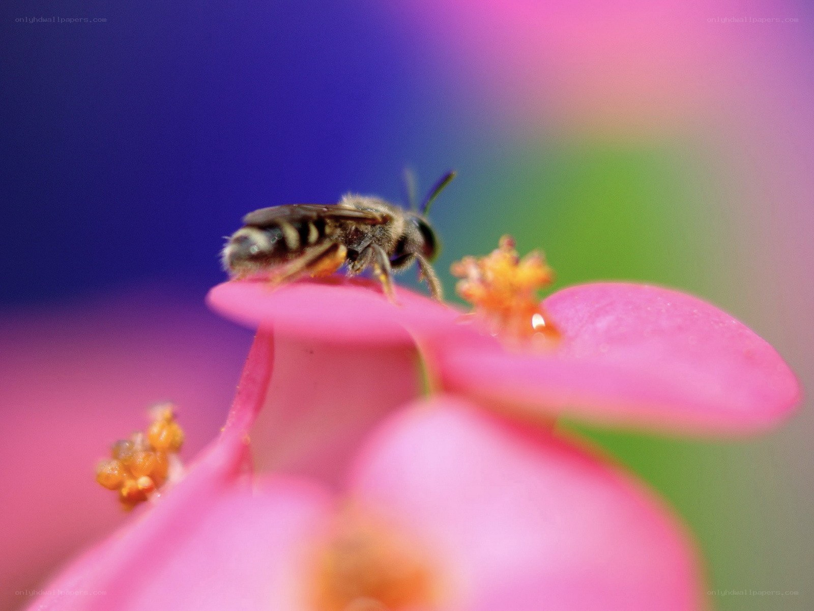 bee on a pink flower