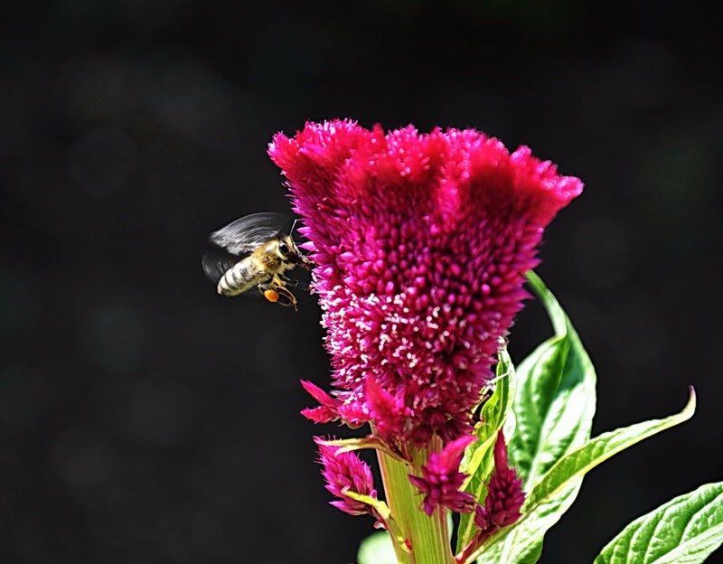 bee on a pink flower