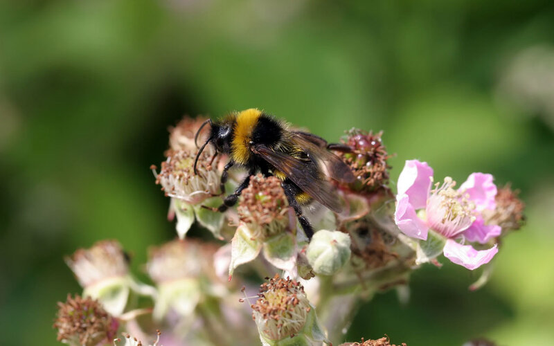 Bee on a pink flower