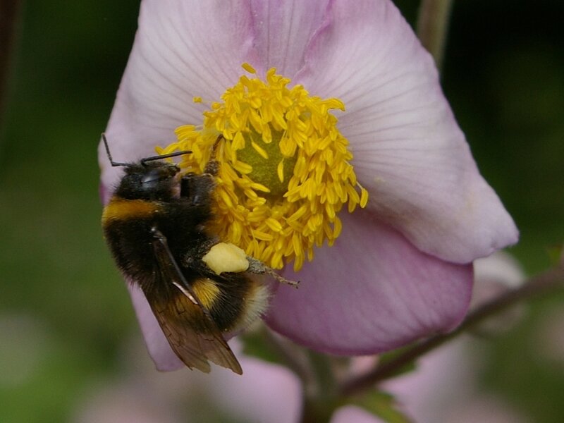 Bee on a pink flower