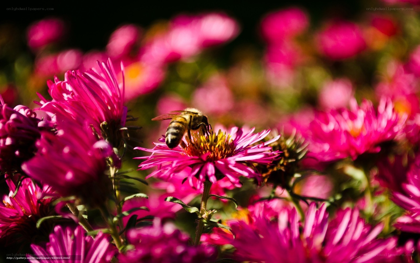 bee on a pink flower