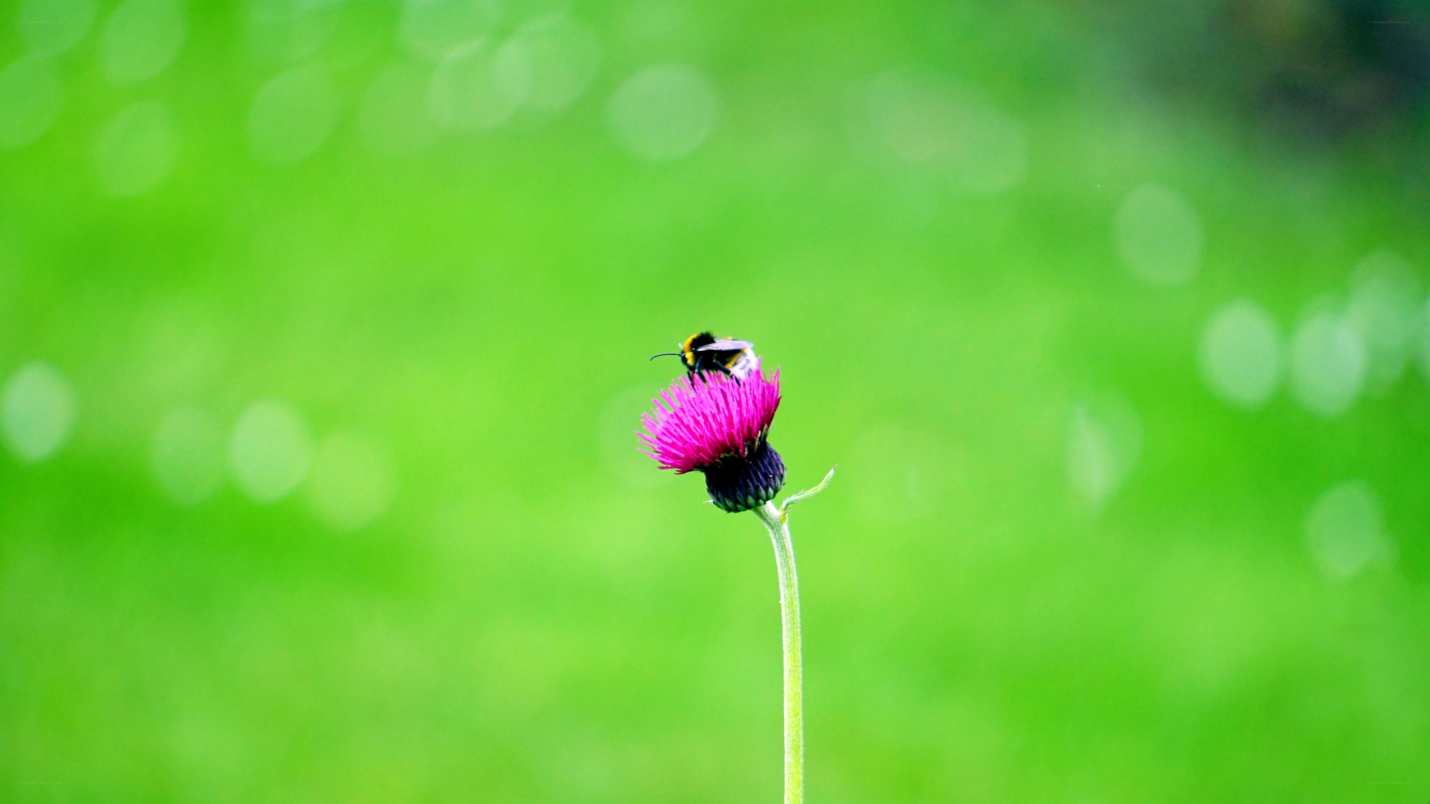 bee on a pink flower