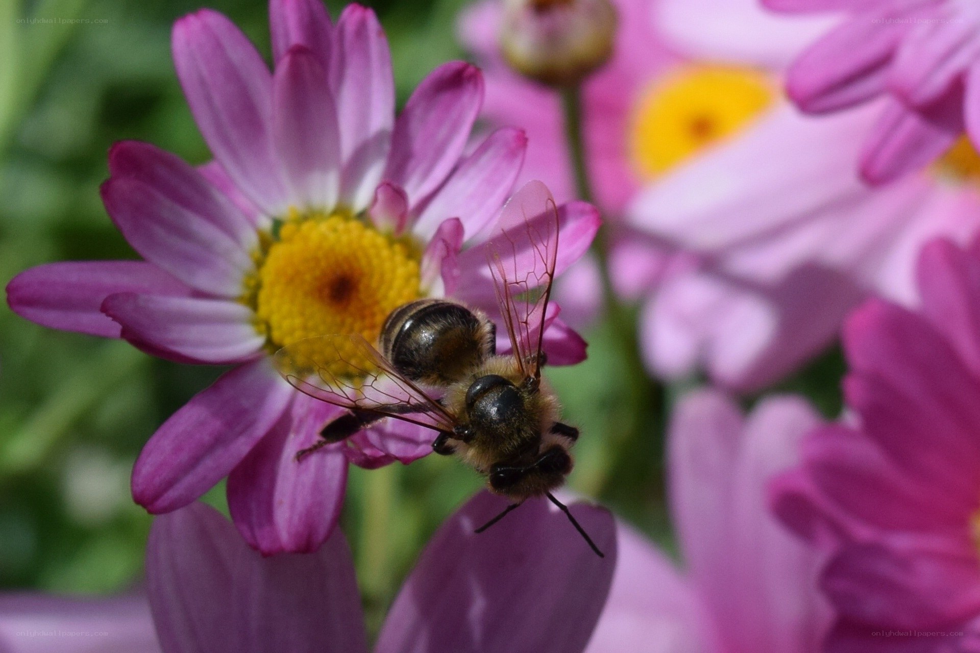 bee on a pink flower