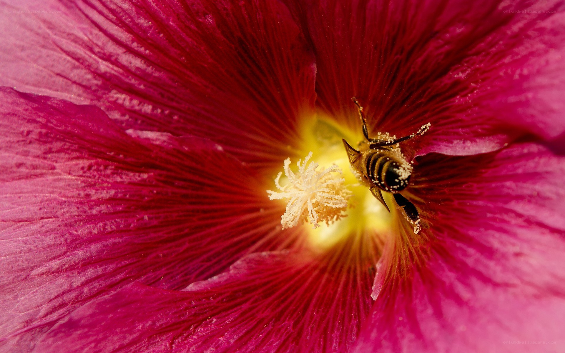 bee on a pink hibiscus flower