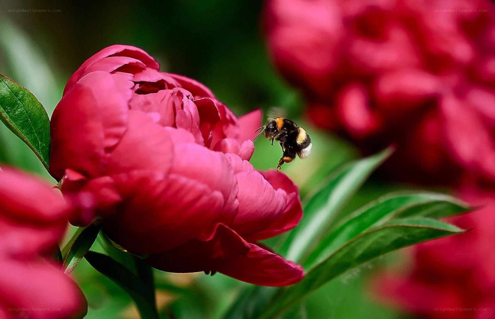 bee on a pink peony