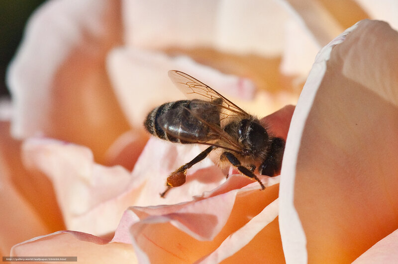 bee on a pink rose