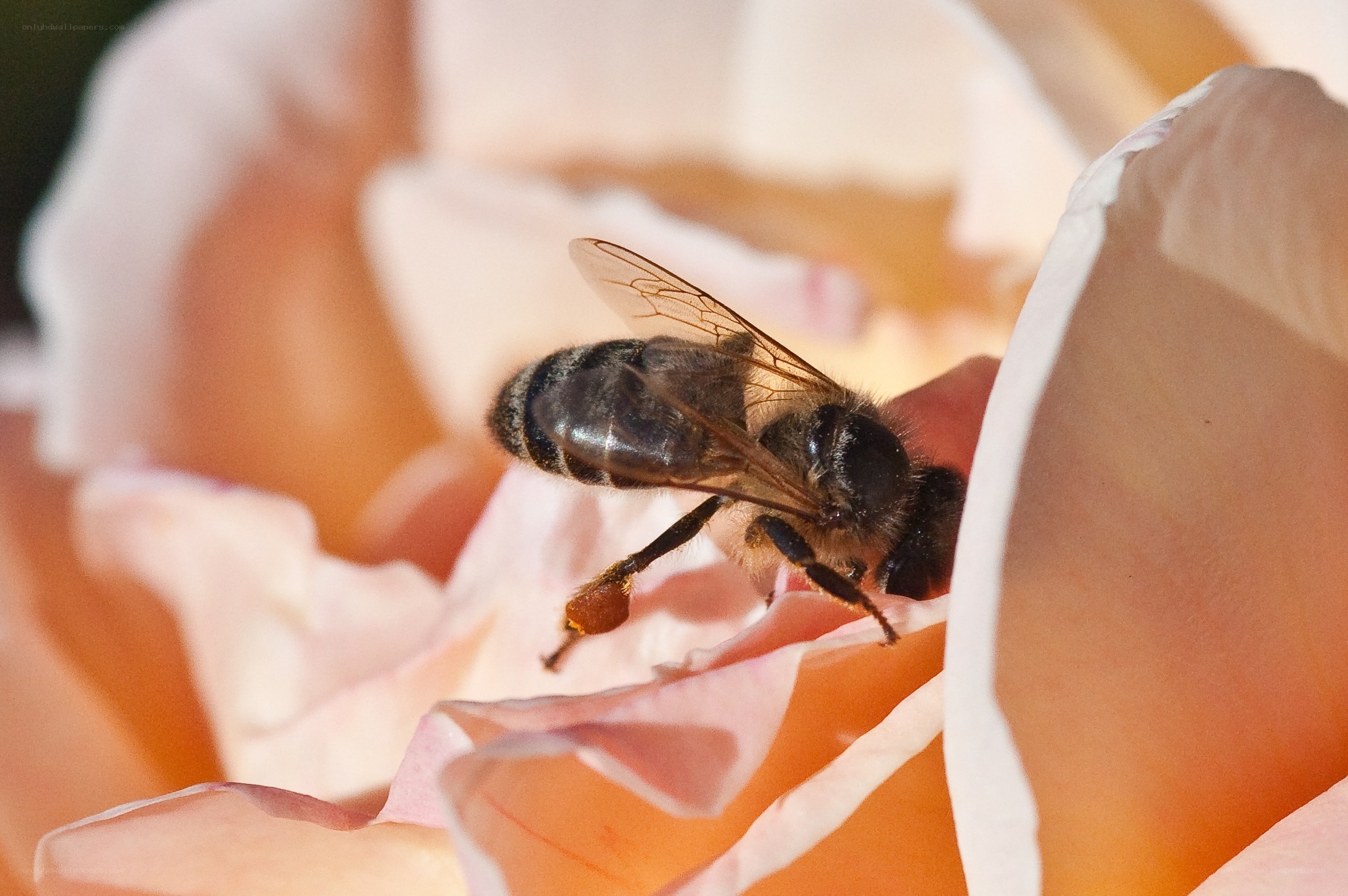bee on a pink rose