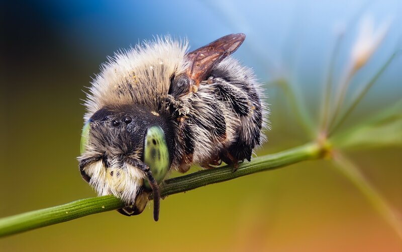 bee on a plant stem