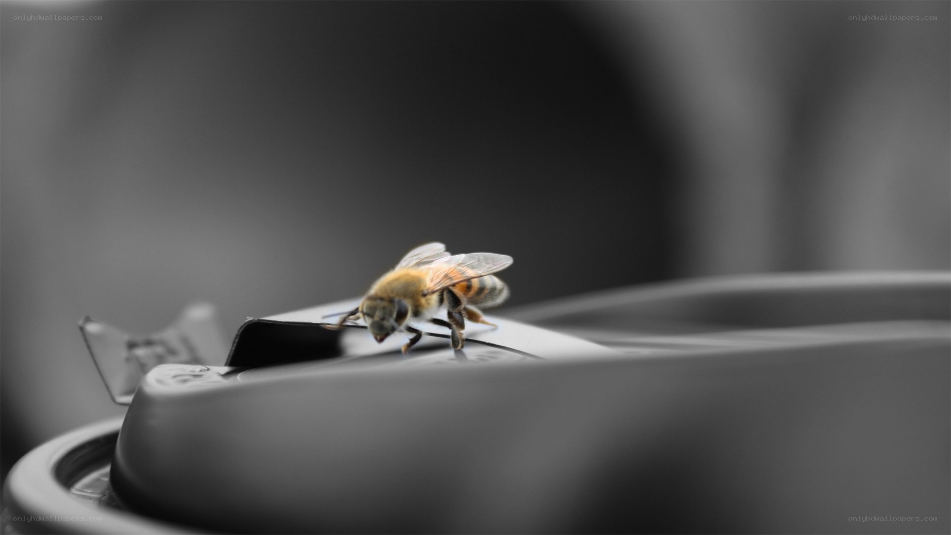 bee on a plastic lid