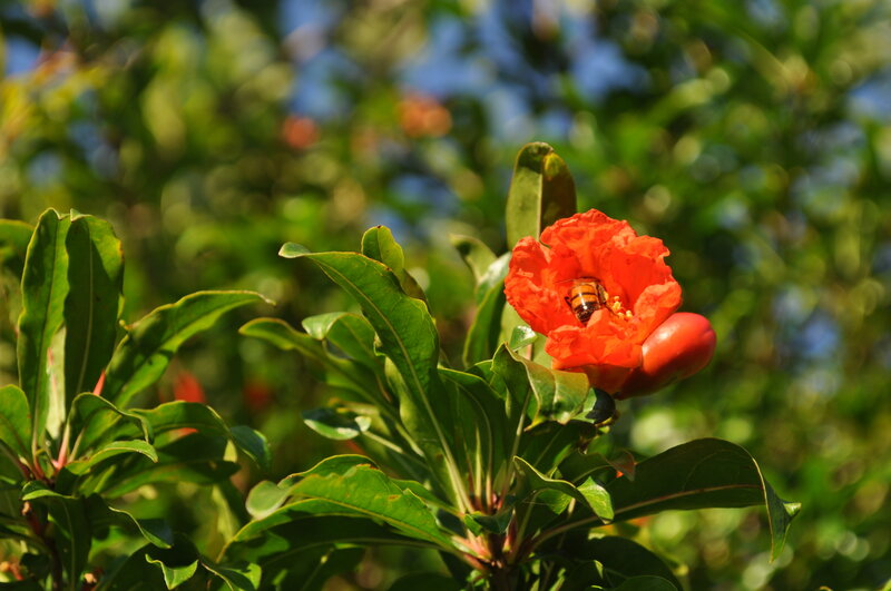 bee on a pomegranate flower
