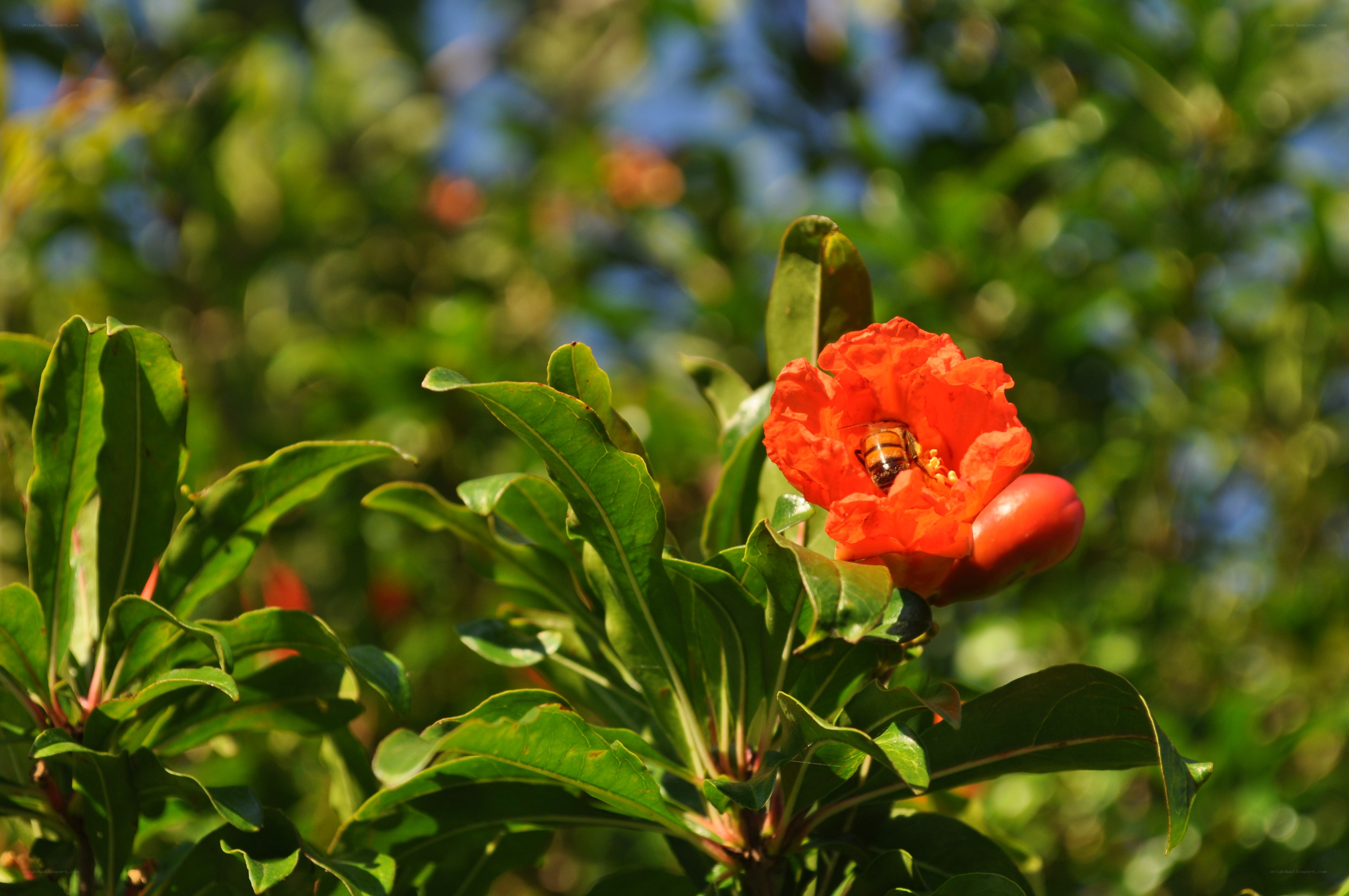 bee on a pomegranate flower