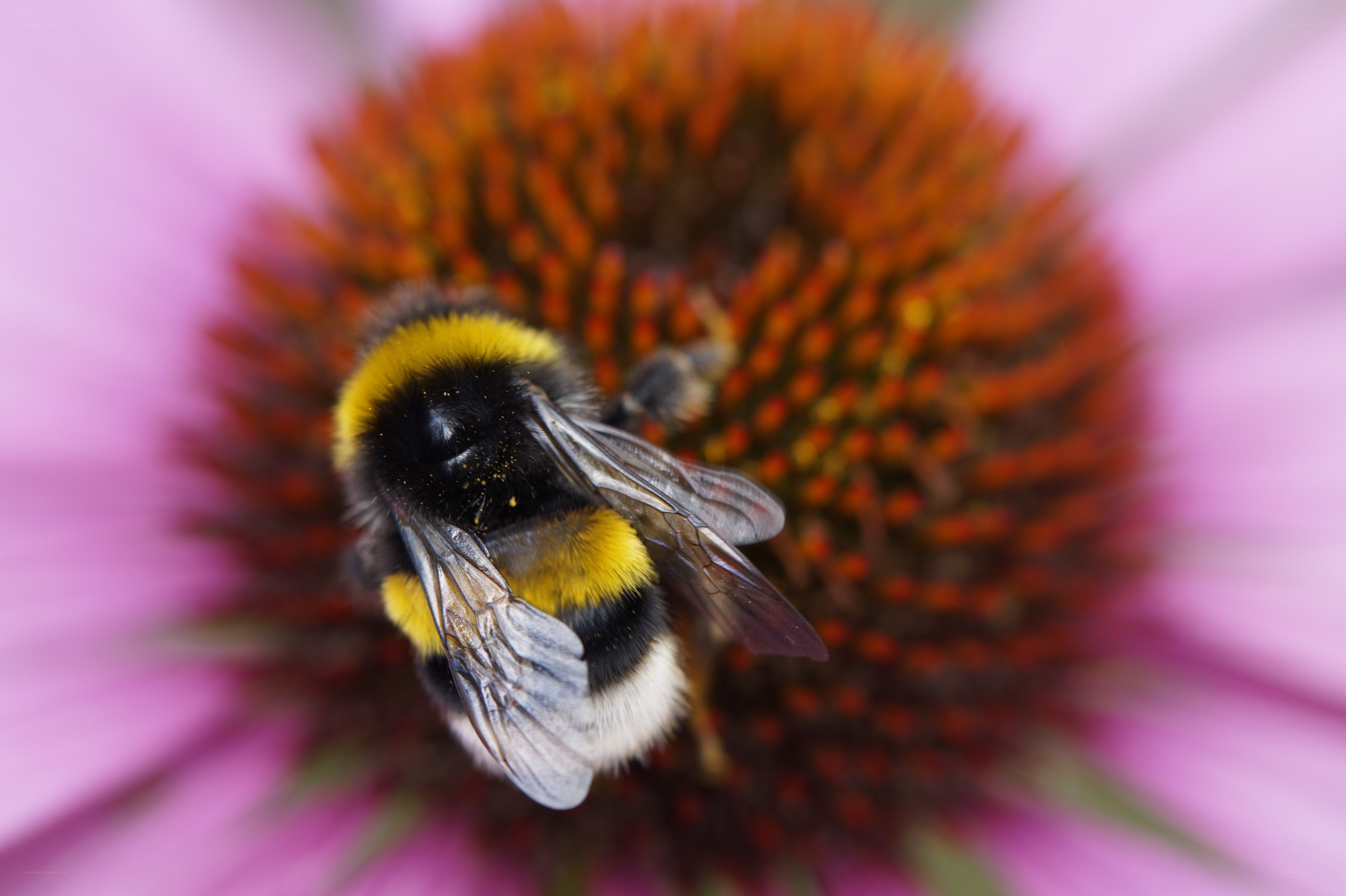 Bee on a purple coneflower